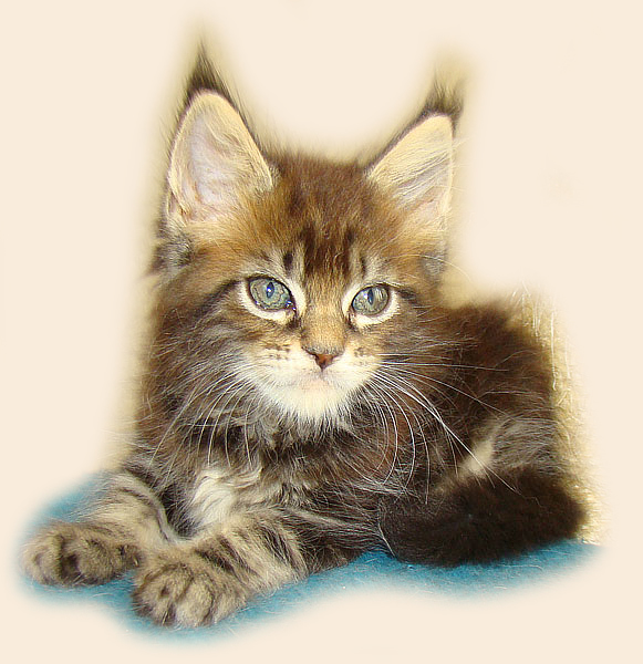  - Catsvill County,    ,   ,   ,   ,    ,   ,   ,  ,  ,   ,   ,   ,   ,   ,   ,  -,  -,  ,kittens maine coon, maine coon cattery, cats, cat,breed, kittens,     ,   ,    